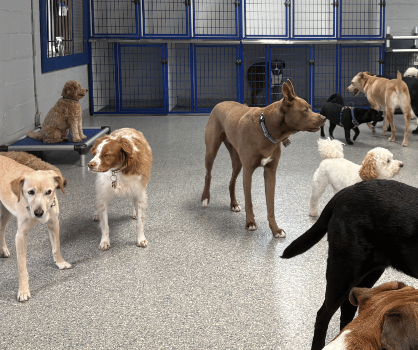 Stackable_Blue_Puppies