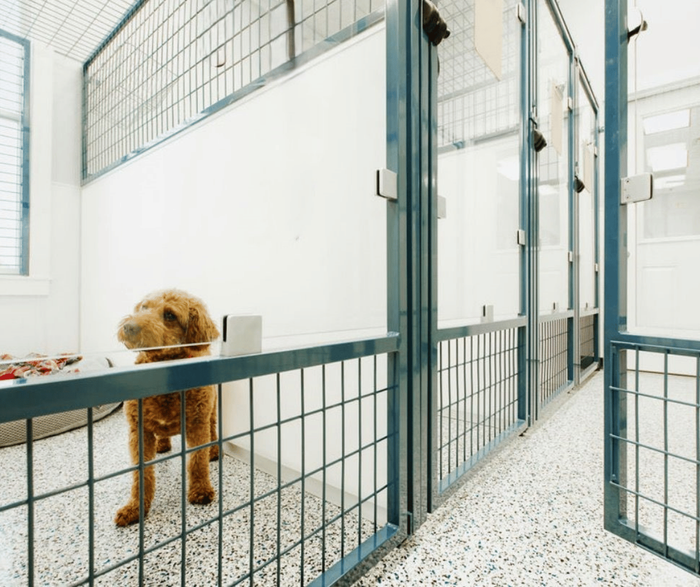 Blue full size kennels for dog adoptions in animal shelter